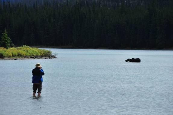 Fotografando um alce que se alimenta no Maligne Lake, no Jasper National Park, em Alberta, no Canadá